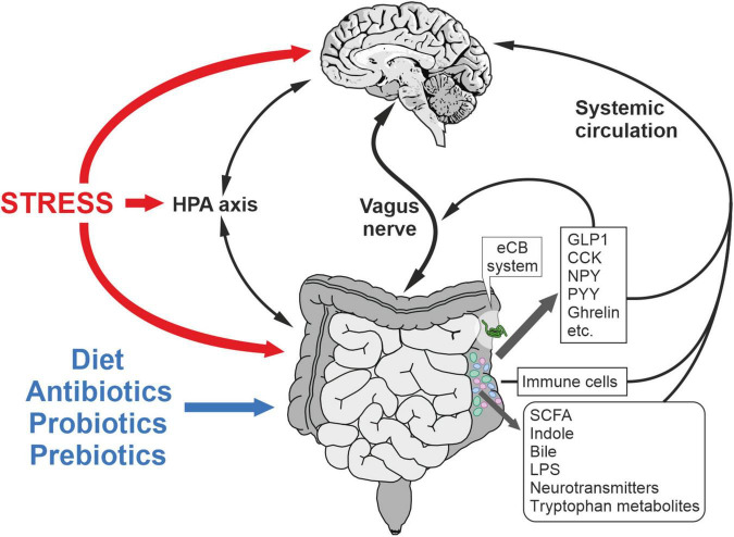 Microbiota-gut-brain axis in the regulation of stress responses and metabolism. Mechanisms underlying the bidirectional communication include the vagus nerve, immune system, circulating mediators and HPA axis. Microbiota composition is affected by stress, diet, prebiotics, postbiotics and antibiotics among other factors. CCK, cholecystokinin; GLP-1, glucagon-like peptide-1; LPS, lipopolysaccharide; NPY, neuropeptide Y; PYY, polypeptide YY; SCFA, short chain fatty acid.