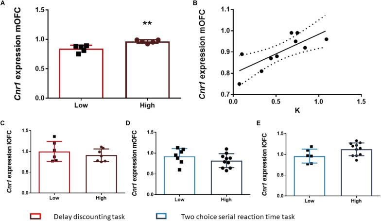The relationship between Cnr1 gene expression and impulsive behavior. (A) Rats classified as high impulsive according to their delay-discounting showed a significantly higher expression of the Cnr1 gene in the mOFC as compared to low impulsive rats. (B) Impulsive choice (as defined by the k parameter) was positively correlated with Cnr1 (CB1 cannabinoid receptor) gene expression the mOFC. (C–E) There were no Cnr1 gene expression changes in the lOFC between HI-DD and LI-DD rats (C) or between HI-2C and LI-2C neither in the mOFC (D) nor in the lOFC (E). The correlation is represented as the best fit regression line with dashed lines depicting the 95% confidence interval. Bar graphs represent the mean ± standard error of the mean of the fold change in gene expression. Symbols in bar graphs represent individual data points from each rat. ∗∗p < 0.01 as compared to the low impulsive group.