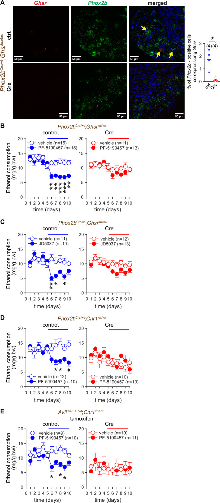 CB1R and Ghsr expressed on Phox2b+ NGA neurons mediate the inhibitory effects of their respective antagonists on VEI.A Ghsr and Phox2b expression as visualized by fluorescent RNAscope imaging of NGA tissue sections from control (ctrl) (Phox2bwt;Ghsrlox/lox) and Cre-positive (Cre) (Phox2bCre;Ghsrlox/lox) littermate mice. Co-localization was assessed by overlaying 2 channels. Arrows show examples of co-localization of mRNA for Ghsr (red) and Phox2b (green). DAPI (blue) visualizes nuclear DNA. B, C The effect of peripheral Ghsr antagonist PF-5190457 3 mg/kg p.o. (B) and peripheral CB1R antagonist JD5037 3 mg/kg p.o. (C) on VEI in control (Phox2bwt;Ghsrlox/lox) and NGA-specific Ghsr-deficient (Cre) (Phox2bCre;Ghsrlox/lox) littermate mice. D, E The effect of the peripheral Ghsr antagonist PF-5190457 3 mg/kg p.o. on alcohol intake in Cre-positive (Cre) NGA-specific CB1RKO mice (Phox2bCre/wt;Cnr1lox/lox) (D) and Advillin+ cell-specific CB1R-deficient mice (AvilCreERT;Cnr1lox/lox) (E) and in their respective control littermate mice (Phox2bwt/wt;Cnr1lox/lox and Avilwt;Cnr1lox/lox). Points and bars represent means ± SEM from the indicated number of experiments. *P < 0.05, **P < 0.01, ***P < 0.001 by the Mann Whitney U test (A) or by two-way ANOVA (B-E). Raw data points and the associated estimates of variation are accessible in the source data file.