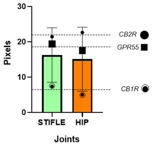 The Wilcoxon signed-rank test was carried out to assess the differences in expression between the mean of hip and stifle joints mean of each receptor. The Wilcoxon test results showed that the differences between joint were not statistically significant, with p-values of 0.2500 for both receptors (scatter dot plot with mean and SD).