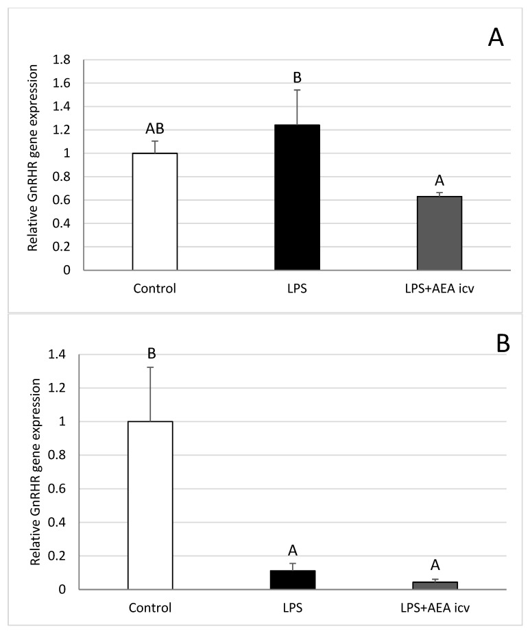 Effect of lipopolysaccharide (LPS; 400 ng/kg, IV) and anandamide (AEA; 100 µM/animal, ICV) injections on relative gonadotropin-releasing hormone receptor (GnRHR) gene expression in the preoptic area (POA) (A), anterior hypothalamus (AHA) (B), mediobasal hypothalamus (MBH) (C), and median eminence (ME) (D). Data are expressed as mean ± SEM (n = 6 animals per group). Significant differences are indicated by different capital letters (one-way ANOVA followed by Tukey’s post hoc test. Statistical significance was accepted at p < 0.05. (POA: LPS vs. LPS + AEA ICV p = 0.036790; AHA: Control vs. LPS p = 0.011819; Control vs. LPS + AEA ICV p = 0.007191; MBH: Control vs. LPS + AEA ICV p = 0.049222; ME: Control vs. LPS p = 0.000682; Control vs. LPS + AEA ICV p = 0.000957).