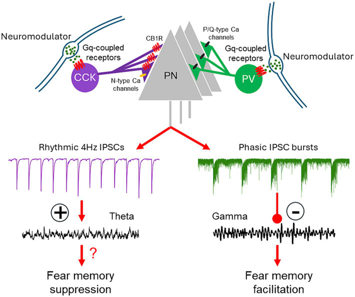 Model of regulation of BLA network activity and fear learning via neuromodulation of CCK and PV basket cells. Activation of Gq-coupled receptors on CCK and PV basket cells stimulates CB1R-sensitive, rhythmic IPSCs and repetitive, high-frequency bursts of IPSCs in the BLA principal cells. These distinct patterns of synaptic input, respectively, enhance theta oscillations and suppress gamma oscillations in the BLA network. The Gq neuromodulatory activation of PV interneurons facilitates fear memory formation; the effect of Gq neuromodulatory activation of CCK basket cells on fear learning remains to be determined.