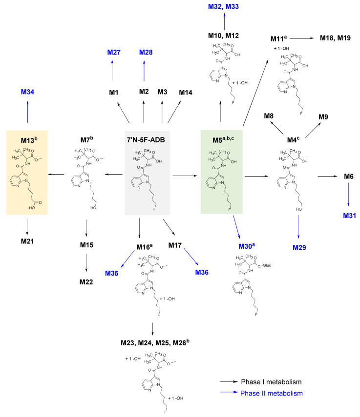 Overview of the reconstructed metabolic pathway of 7′N-5F-ADB based on the results from all investigated models. The progress of phase I metabolism is represented and the two major metabolites detected in all ZF larvae exposed to 7′N-5F-ADB, which were M5 and M13, are highlighted by a green and yellow box, respectively. Resulting phase II metabolites are displayed in blue. a Major metabolites in human samples; b major metabolites in microinjected ZF larvae; c major metabolites in HepaRG cells. A schematic representation of the reconstructed pathway from all three models can be found in Supplementary Figure S5.
