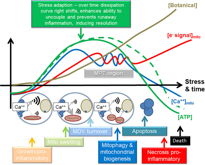 Biphasic effects of plant compounds on mitochondrial function. This diagram shows a calcium‐centric viewpoint. It is possible that plant compounds were originally sunscreen/electron dissipaters, but through evolution, became part of a broader stress response system that both directly and indirectly modulated mitochondrial function. Flow of calcium into a mitochondrion would stimulate function, but would also eventually inhibit function, and would provide a powerful internal mitochondrial signal to renew damaged complexes, as well as a retrograde signal to the nucleus and other parts of the cell (e.g.,mitochondrial biogenesis and autophagy, and upregulation of anti‐oxidant pathways). This could be achieved in a number of ways, both via modulation of calcium channels in the plasma and ER membranes, as well on the mitochondrion itself – many of these compounds are both lipophilic and could take part in redox. They could also directly influence the ETC, as well as potentially the ATPase, which could fine tune the signalling process – so modulating ROS and uncoupling. The dose would be critical, and it is likely that the system evolved where low doses would start by “priming” the system, possibly by activating redox sensitive growth pathways that inhibit cell death, but as dose increased, they would inhibit this process to ensure enhanced turnover and over‐compensation of capacity to ensure resolution. At still higher concentrations, they would be capable of inducing cell death, both of self‐cells, but also of pathogens. It is also possible, depending on where they end up, and depending on the type of molecule and wavelength, absorb light and provide some protection against UV. Key: MPT = mitochondrial permeability transition; MDV = mitochondrially derived vesicles; blue line = mitochondrial calcium concentration; red line = electron leak leading to ROS; green line = dissipation & ATP; brown line = possible plant compound concentration