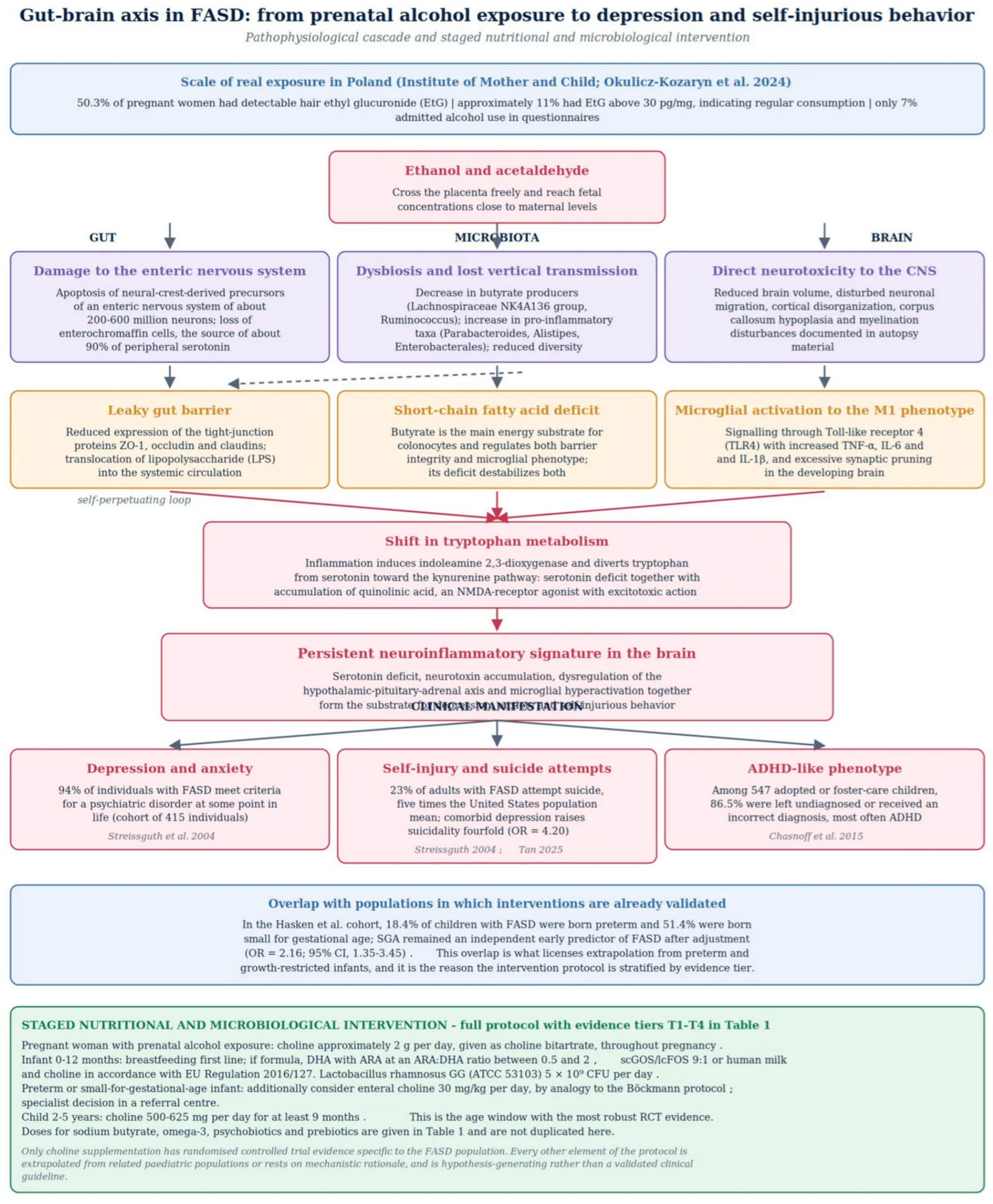 Schematic overview of the gut–brain axis cascade in fetal alcohol spectrum disorder (FASD). The diagram integrates three anatomical compartments–gut, microbiota, and brain–with the four mechanistic pathways described in Section 5, Section 6 and Section 7: (i) damage to the enteric nervous system and enterochromaffin cells with loss of peripheral serotonin production; (ii) alcohol-induced dysbiosis with a decrease in butyrate producers (Lachnospiraceae and Ruminococcus) and an increase in pro-inflammatory taxa (Parabacteroides, Alistipes, and Enterobacterales); (iii) increased permeability of the gut barrier (“leaky gut”) with translocation of lipopolysaccharide (LPS) into the systemic circulation; and (iv) microglial activation to the M1 phenotype via Toll-like receptor 4 (TLR4), together with a shift of tryptophan metabolism toward the kynurenine pathway. The upper panel summarizes Polish epidemiological data [43]. The direct neurotoxicity of ethanol is shown as a parallel, complementary mechanism (right side of the diagram). Abbreviations: PAE–prenatal alcohol exposure; ENS–enteric nervous system; SCFAs–short-chain fatty acids; LPS–lipopolysaccharide; TLR4–Toll-like receptor 4; IDO–indoleamine 2,3-dioxygenase; SGA–small for gestational age; IMiDz–Institute of Mother and Child, Warsaw. Sources cited within the figure: Chasnoff 2015 [3]; Streissguth 2004 [4]; Tan 2025 [5]; Böckmann protocol [15]; enteric nervous system [40]; Okulicz-Kozaryn 2024 [43]; dysbiosis [47]; tryptophan/kynurenine [54]; autopsy material [55]; Wozniak [20,22]; choline in pregnancy [6,7]; LGG dose [18]; ARA:DHA 0.5–2 [13]; Hasken cohort [62].