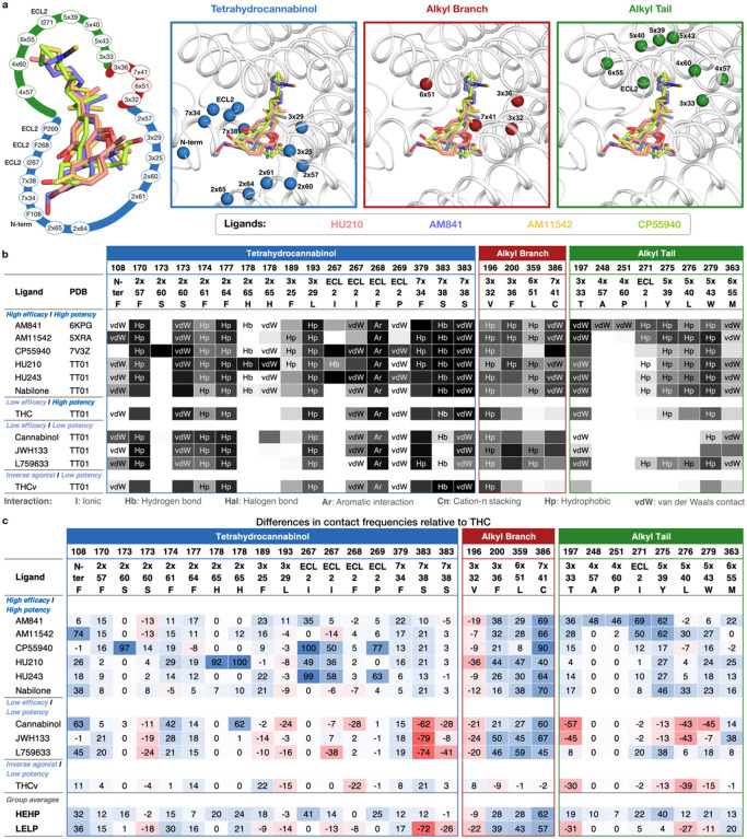 Spatiotemporal THC analog/CB1 interactions. a, Left: Spatial distribution of the 25 CB1 residues interacting with HU210 (pink), AM84117 (blue), AM1154216 (yellow), and CP5594018 (green). Right: The three subsites accommodating the tetrahydrocannabinol, alkyl branch and alkyl tail, respectively. Pocket residues are shown as Ca spheres and labelled with generic residue numbers facilitating comparison of structurally corresponding positions across receptors75. b, Ligand-receptor interaction fingerprints denoting interactions, type and CB1 generic residue positions. Interaction labels indicate receptor-ligand contacts in pre-MD starting structure/model (see Methods). Grayscale illustrates frequencies of interactions (%) throughout simulations. Five CB1 residue positions marked ‘N-ter’ and ‘ECL2’ lack a generic residue number because they are not structurally conserved across receptors. c, Differences in contact frequencies (in %) of THC analogs relative to THC (reference) at each receptor residue. Positive values (blue cells) indicate contact frequencies greater than those in THC, whereas negative values (red cells) indicate contact frequencies lesser than those in THC.