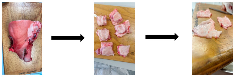 Stepwise preparation of buccal porcine mucosa tissue showing (from left to right): Freshly obtained porcine cheek tissue, sectioning into smaller pieces, and removal of underlying connective and adipose layers to isolate the mucosal membrane for experimental use.