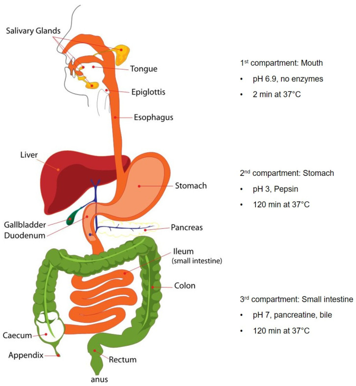 The three-phase static digestion model, modified according to [54].