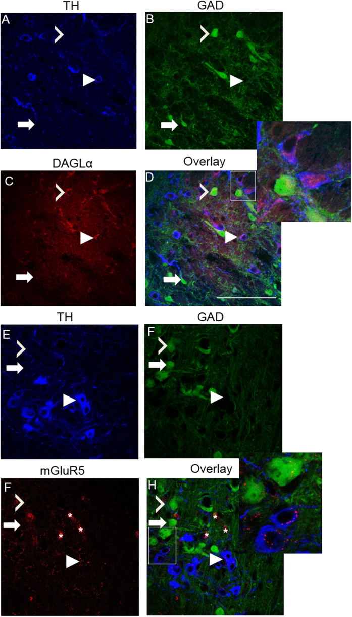 Triple immunolabeling of DAGLα and mGluR5 within VTA DAergic and GABAergic neurons.Immunofluorescence showing DAGLα and mGluR5 distribution in VTA neurons, with clear labeling in the cytosol of most DA and some GABA neurons. (A) TH immunolabeling, (B) GAD67-GFP labeling, (C) DAGLα immunolabeling, (D) Merged images. (E) TH immunolabeling, (F) GAD67-GFP labeling, (G) mGluR5 immunolabeling, (H) Merged images. All images were taken at 60× magnification and were acquired from slices taken from 2 animals. Closed arrowheads: TH-positive target-positive labeled neuron; open arrowheads: GAD67-GFP target-positive labeled GABA neuron; arrow: GFP-positive, target-negative neuron. Asterisk: Non-specific blood vessel labeling that occurred in mGluR5 immunostaining experiments. Scale bars: 100 μm.