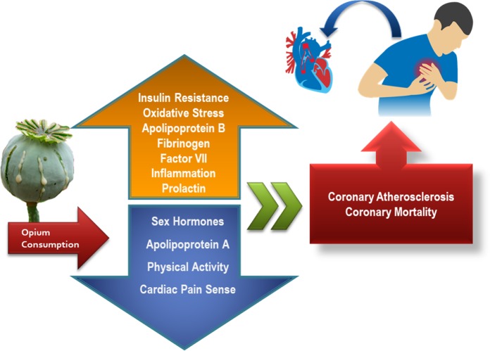 Adverse outcomes of opioids consumption