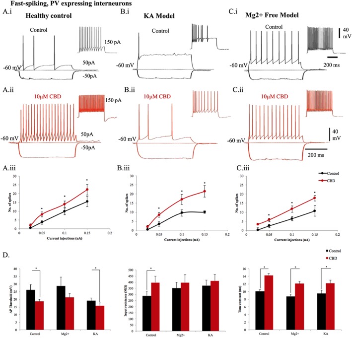 CBD enhances excitability of FS‐PV interneurons in the CA1 region of the hippocampus. The membrane properties of FS‐PV interneurons recorded in healthy rats (A, panel i) in control and (A, panel ii) after a 10 μΜ CBD bath application. Similarly, FS‐Pv cells were also recorded in Mg2+‐free (B, panel i), (B, panel ii) and in KA epileptic models (C, panel i), (C, panel ii). The input–output curves displayed a pseudo‐linear relationship between the number of spikes generated by FS PV cells of (A, panel iii) healthy rodents (n = 9), (B, panel iii) Mg2+‐free (n = 4) and (C, panel iii) KA (n = 7) epileptic models with increasing current injections. The firing of FS‐PV interneurons was dramatically increased after application of CBD. (D) Bar plots representing intrinsic membrane properties of FS PV cells in Mg2+‐free (n = 4) and KA epileptic models (n = 7) in comparison to healthy rodents (n = 9). (D, panel i) CBD produced a reduction of action potential (AP) threshold of FS PV cells. (D, panel ii) The input resistance and (D, panel iii) time constant were increased by CBD in healthy rodents and the seizure models. Results are expressed as mean ± SEM. *P ≤ 0.05.