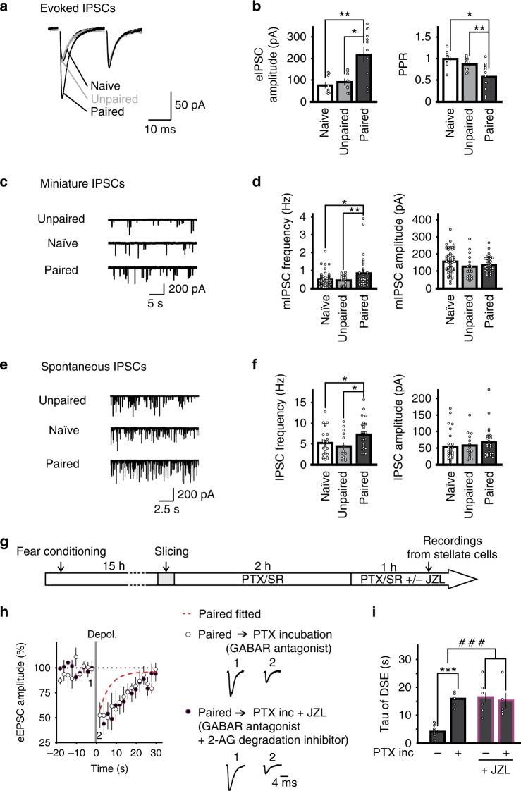 Fear conditioning elevates GABA release and blocking GABAA receptors reverses learning-induced acceleration of 2-AG degradation.a–f Fear conditioning increases GABA release. a, b IPSCs were evoked by two consecutive stimuli and recorded in a stellate cell from naïve (n = 9 cells), unpaired controls (n = 9 cells), and conditioned mice (n = 12 cells). a Representative traces. b The amplitude of the first eIPSC and paired-pulse ratio (PPR = IPSC2nd/IPSC1st). Two-sided unpaired t-test, eIPSC amplitude: *, P = 0.006; **, P = 0.003; PPR: *, P = 0.002; **, P = 0.019. c–f mIPSCs (c, d) and spontaneous IPSCs (e, f) were recorded in cerebellar stellate cells. c Representative mIPSC traces. d Summary of mIPSC frequency (two-sided unpaired t-test *, P = 0.006; **, P = 0.046) and amplitude (naïve n = 54 cells; unpaired n = 19 cells; paired n = 39 cells). e Representative spontaneous IPSC traces. f Summary of sIPSC frequency (two-sided unpaired t-test, *, P = 0.035; **, P = 0.019) and amplitude (naïve n = 27 cells; unpaired n = 14 cells; paired n = 25 cells). g–i Inhibition of GABAA receptor reverses learning-induced change in 2-AG degradation. g Cerebellar slices from conditioned mice were incubated in 100 µM PTX and 5 µM SR-95531 (n = 5 cells) or with the addition of JZL184 (n = 5 cells) for 3 h before quantifying DSE (FC + JZL184 without GABAAR blockers n = 6 cells). h Sample traces and averaged time course of DSE after each treatment (PTX + SR-95531, n = 5 cells; PTX + SR-95531 + JZL184, n = 5 cells) compared with fitted time course without inhibitor treatment (dashed line). i Summary of the recovery time of DSE (no inhibitor, n = 5 cells; JZL184, n = 6 cells; PTX + SR-95531, n = 5 cells; PTX + SR-95531 + JZL184, n = 5 cells). The effect of JZL on DSI was assessed by a two-way ANOVA (#, P < 0.001) followed by Tukey’s post hoc test (***, P < 0.001). Data in b, d, f, h and i are presented as mean values ± SEM. Statistical analysis and P and F values can be found in Supplementary Table 4 and original data in the Source Data file.