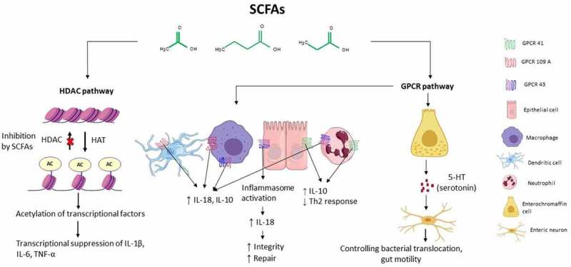 Immune signaling pathway activated by Short-Chain Fatty Acids. SCFAs act on immune cells mainly through two pathways: activation of G-protein coupled receptors (GPCRs) such as GPCR 41, GPCR 43, and GPCR 109 and inhibition of histone deacetylase (HDAC). AC: acetylate; HAT: histone acetylase