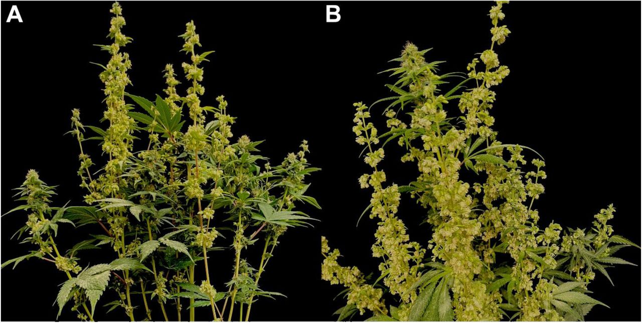 Representative photos of two heterogametic (XXY) triploid Cannabis sativa L. plants 8 weeks after flower initiation with separate male and female inflorescences. (A) Displays inflorescences with higher rates of female floral organs on axillary branches originating from the first node. (B) Shows an apical inflorescence with predominantly female floral organs. Axillary branches primarily bear male inflorescences, some of which protrude from bract structures, while apical branches mainly produce inflorescences with female characteristics. Apical male inflorescences tended to produce atypical male flowers emerging from female-like bracts.