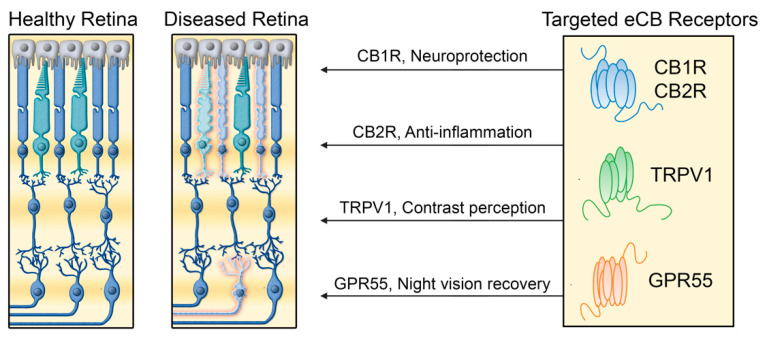 The main proposed mechanisms for the therapeutic effects of typical and atypical cannabinoid receptors in retinal diseases. Cannabinoid receptors can possibly contribute to treatment of retinal disorders by different mechanisms involving cannabinoid receptor type 1, cannabinoid receptor type 2, GPR55, and TRPV1 receptors.
