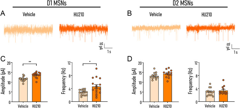 Systemic HU210 administration altered synaptic transmission in D1 MSNs but not in D2 MSNs. A, B Representative recording traces of mEPSCs of D1 MSNs and D2 MSNs in the vehicle and HU210-treated group, respectively. C Summary of mEPSC peak amplitude (pA) (left) and frequency (right) from D1 MSNs of vehicle and HU210 group. D Summary of mEPSC peak amplitude (pA) (left) and frequency (right) in D2 MSNs recorded from animals treated with vehicle or HU210. Vehicle, mice were administered with vehicle; HU210, mice were administered with HU210 at a dose of 15 μg/kg. mEPSC frequency: Vehicle D1, n = 16, N = 5, HU210 D1, n = 16, N = 5. Vehicle D2, n = 14, N = 4; HU210 D2, n = 12, N = 4; mEPSC amplitude: Vehicle D1, n = 16, N = 5, HU210 D1, n = 16, N = 5. Vehicle D2, n = 13, N = 4; HU210 D2, n = 13, N = 4. n: cell number; N: animal number. Data shown as mean ± SEM. ANOVA: *p < 0.05, **p < 0.01