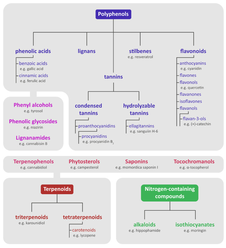 Classification of phytochemicals. The figure includes only the compounds that were mentioned in the text. Cojoined grey fields indicate a certain degree of structural similarity, or involvement of one group of phytochemicals or their precursors in the synthesis of the other. Compilation of data: [4,23,28,29,30,31,32,33,34,35,36,37,38,39,40,41].