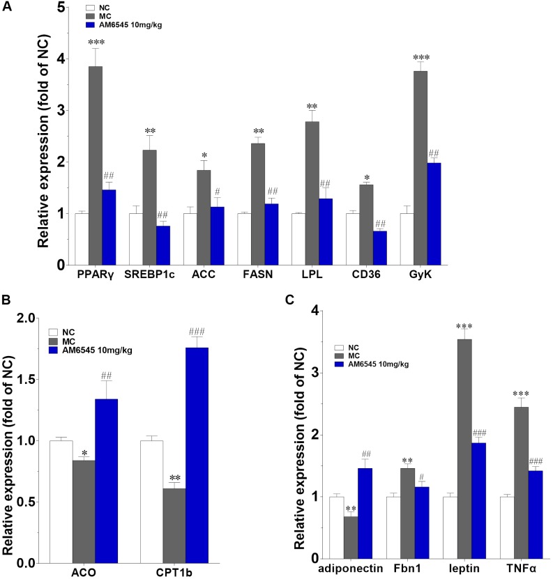 Effect of AM6545 on gene expression in intraperitoneal adipose tissue of the MSG mice. The gene expression of lipogenesis (A), lipolysis (B), and adipokines (C). Results are normalized to β-actin and expressed as mean fold increase of mRNA ± SEM compared with NC group. NC, normal control; MC, model control; n = 3; ∗p < 0.05, ∗∗p < 0.01, ∗∗∗p < 0.001 versus NC group; #p < 0.05, ##p < 0.01, ###p < 0.001 versus MC group.