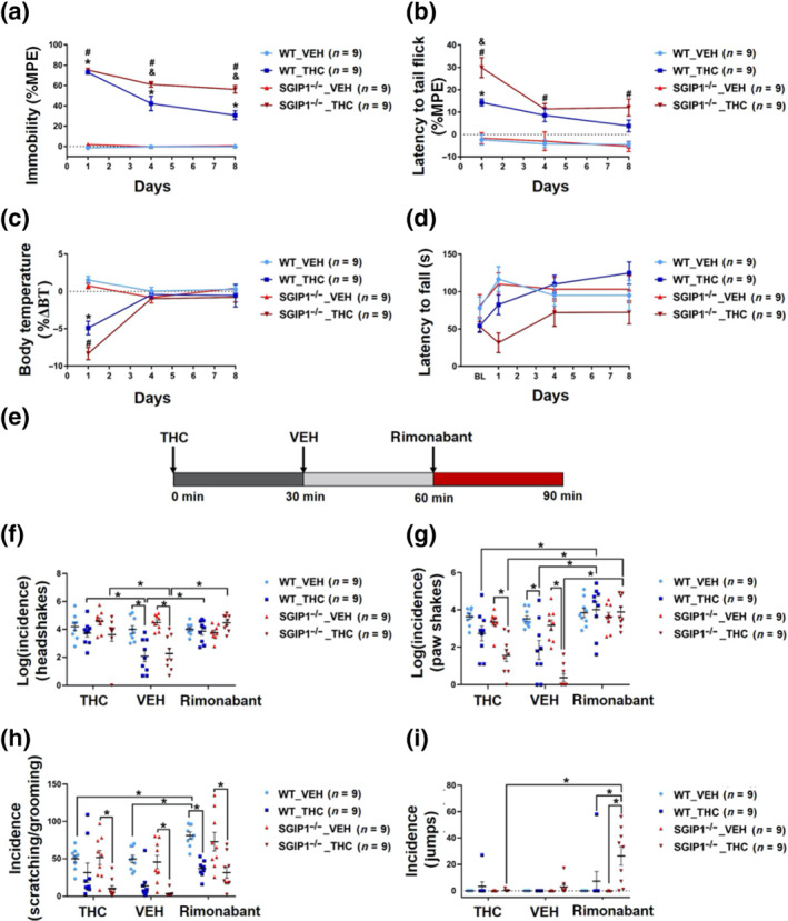 SGIP1 absence affects anti‐nociception, catalepsy, and body temperature in the cannabinoid tetrad test, and THC withdrawal triggers jumping. Males were injected with 10 mg·kg−1, i.p., of THC daily for 8 days and tested on days 1, 4, and 8. The baseline response was measured each day prior to the THC injection. The data are plotted as percentage of the maximal possible efficacy (%MPE) in the ring test and tail immersion test, as percentage of body temperature change (%ΔBT) for the body temperature measurements and as raw values in the rotarod test. In the ring test, the baseline responses and responses after the first drug delivery were comparable for animals from both groups. On days 4 and 8, the SGIP1−/− mice were more cataleptic than the WT mice (a). In the TIT, the latencies were prolonged in the SGIP1−/− mice group even prior to the THC injection. On the first day, the THC injection doubled the latency in SGIP1−/− mice compared to WT mice; however, this effect was not maintained on days 4 and 8 (b). WT and SGIP1−/− mice temperature lowered significantly after the first THC injection. The effect of genotype in this test was detected by ANOVA on day 1 (c). The rotarod test did not reveal significant effect of genotype (d). To study THC withdrawal symptoms, after nine consecutive days of THC injections (10 mg·kg−1), a CB1R inverse agonist rimonabant was used. Thirty minutes after the last THC injection, the mice were injected with a vehicle and after another 30 min with rimonabant (10 mg·kg−1) (e). We studied the incidence of THC withdrawal signs: headshakes (f), paw shakes (g), and scratching/grooming (h). There were no relevant differences between WT and SGIP1−/− mice in the manifestations of headshakes, paw shakes, and scratching/grooming; however, after rimonabant application, SGIP1−/− mice jumped more frequently (i). The data from the tetrad tests and withdrawal were analysed by three‐way ANOVA with repeated measures (a–d, f–h) followed by Bonferroni post hoc test. For the withdrawal data without normal distribution, we used logarithmic transformation (f, g), and for analysis of incidence of jumping, the general model with the Poisson link in program R was used (i). Data are presented as means ± SEM. In (a‐c),*P < .05, significant effect of THC in WT mice; # P < .05, significant effect of THC in SGIP1−/− mice; & P < .05, SGIP1−/− (THC treated) significantly different from WT (THC treated); in (f‐i), *P < .05, significantly different as indicated