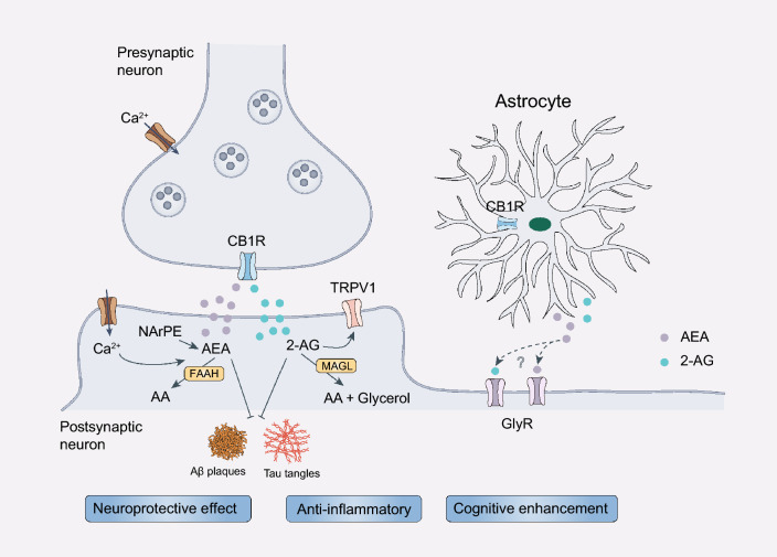 Schematic of the neuroprotective effects of AEA and 2-AG. Endocannabinoids are synthesized based on the demand of the body. Their concentrations are regulated by decomposition. Endocannabinoids have modulatory effects on CB1Rs and TRPV1, which exert anti-inflammatory and neuroprotective effects