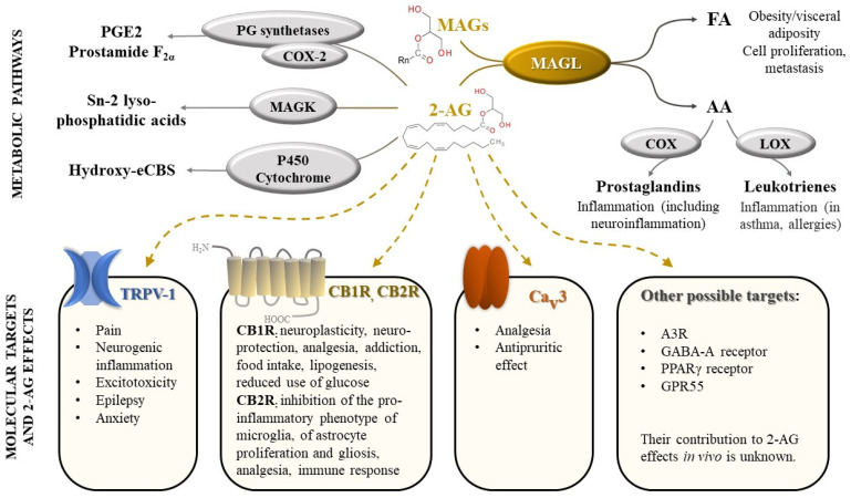 Monoacylglycerol lipase (MAGL), an enzyme with central role in a complex biological network, regulating cannabinoid signaling and arachidonic acid metabolism. Legend: FA-fatty acids; AA-arachidonic acid; COX—cyclooxygenase; LOX—lipoxygenase; MAGs—monoacylglycerols (n = 8–18); 2-AG—2-arachidonoylglycerol; PG—prostaglandin; PGE2—prostaglandin E2; MAGK—monoacylglycerol kinase; eCBs—endocannabinoids; TRPV-1—transient receptor potential vanilloid type 1; CB1R—cannabinoid receptors 1; CB2R—cannabinoid receptors 2; Cav3 T-type calcium channel; A3R—adenosine receptor 3; GABA-A receptors- γ-Aminobutyric acid type A receptors; PPAR-γ receptors—Peroxisome proliferator-activated γ receptors; GPR55—G protein-coupled receptor 55.