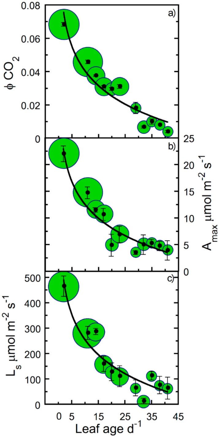 The quantum yield (ϕCO2), maximum photosynthesis (Amax), and leaf light saturation (Ls) of hemp leaves as a function of leaf age. Binned averages per three-day collection sequence (means ± SE) of measured changes in (a) ϕCO2, (b) Amax, and (c) Ls versus leaf age. Samples were pooled for treatments and crown position, and sample size in bins is indicated by bubble diameter (n = 3–18 for ϕCO2, Amax, and Ls). Solid lines are logarithmic regression curves fitted to the entire data set.