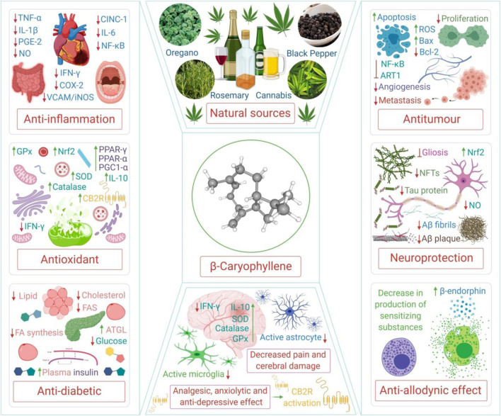 The structure and various polypharmacological properties and therapeutic potential of BCP. TNF-α, tumor necrosis factor alpha; IL, interleukin; PGE-2, prostaglandin E2; NO, nitric oxide; CINC-1, cytokine-induced neutrophil chemoattractant 1; NF-κB, nuclear factor kappa B; IFN-γ, interferon gamma; COX-2, cyclooxygenase-2; VCAM, vascular cell adhesion protein; iNOS, inducible nitric oxide synthase; GPx, glutathione peroxidase; SOD, superoxide dismutase; PPAR-γ, peroxisome proliferator-activated receptor gamma; PGC1-α, peroxisome proliferator-activated receptor gamma coactivator 1-alpha; Nrf2, nuclear factor erythroid 2–related factor 2; FAS, fatty acid synthase; ATGL, adipose triglyceride lipase; ROS, reactive oxygen species; Bax, Bcl-2 associated X protein; Bcl-2, B-cell lymphoma 2; ART1, arginine ADP-ribosyltransferase 1; NFTs, neurofibrillary tangles; Aβ, amyloid beta; CB2R, cannabinoid receptor type 2.
