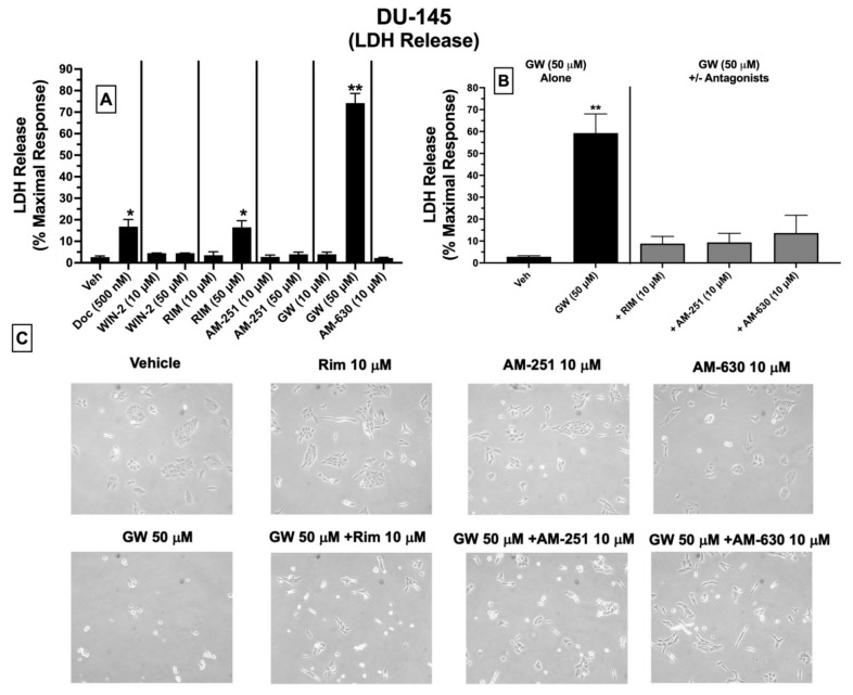 LDH cytotoxicity: DU-145 cells treated with ligands exhibiting high affinity for expressed CBRs induce cell death. Cytotoxicity was determined by assessing LDH release following 24 h incubation of DU-145 cells with CBR ligands. (A) LDH release was measured 24 h after treatment of cells with a lower (10 μM) and higher (50 μM) concentration of CBR ligands when administered alone. (B) To determine whether LDH released by GW-405833 could be antagonized by lower concentrations of CBR ligands producing little or no cytotoxicity when tested alone, LDH release was measured following co-incubation of GW-405833 (50 μM) with (10 μM of) each CBR ligand examined. (C) Microscopic evaluation for qualitative assessment of protection against GW-405833-induced cytotoxicity. Representative images of DU-145 cells were acquired prior to performing an LDH release assay after cells were subjected to the indicated drug treatment. Data are reported as the means ± SEM of three experiments, each conducted in triplicate (N = 3). Significantly different from 0% (one-sample t-test, * p < 0.05, ** p < 0.01).