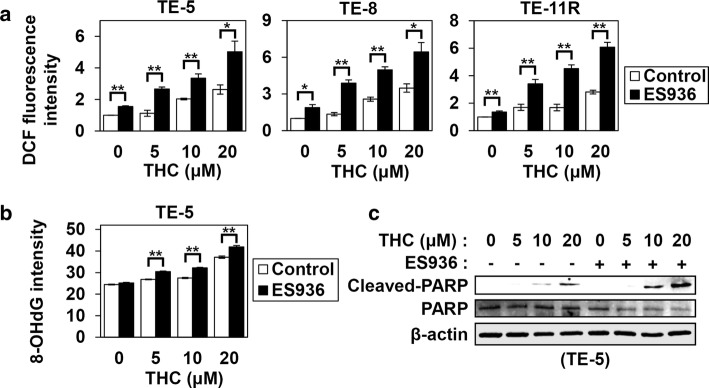 Combination effects of Theracurmin® and NQO1 inhibitor in vitro. a ROS production in ESCC cells treated with both Theracurmin® (THC) and NQO1 inhibitor: ESCC cells were cultured with the indicated concentrations (0–20 μM) of THC and ES936 (50 nM) for 1 h. ROS level was measured using the DCF assay. DCF fluorescence intensity of each cell type treated with THC and ES936 relative to that of untreated cells is indicated (*P < 0.05, **P < 0.01, vs the cells untreated with ES936; n = 3). b Oxidative DNA damage in TE-5 cells treated with both THC and NQO1 inhibitor: ESCC cells were cultured with the indicated concentrations (0–20 μM) of THC and ES936 (50 nM) for 24 h. Oxidative DNA damage was measured by the intensity of immunofluorescent staining for 8-OHdG (**P < 0.01, vs the cells untreated with ES936; n = approx. 350). c Assessment of apoptosis: TE-5 cells were cultured with the indicated concentrations (0–20 μM) of THC and ES936 (50 nM) for 24 h. The cleavage of PARP was investigated by western blotting. β-actin served as a loading control
