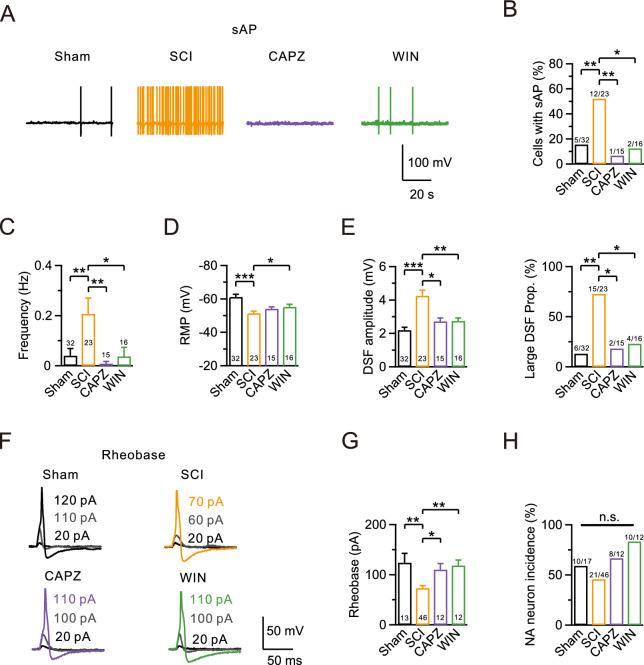 TRPV1 inhibitor or CB1R agonist eliminates SCI-induced hyperexcitability. A Representative sAP recordings using a whole-cell current-clamp configuration in the sham (black), SCI (yellow), CAPZ-treated SCI (10 μM, purple), and WIN-treated SCI (1 μM, green) groups. B–D Statistics for the sAP probability, firing frequency, and RMP from various treatment groups (Sham, n = 32; SCI, n = 23; CAPZ, n = 15; WIN, n = 16). Comparisons among all four groups were performed using a Fisher’s exact test in B, a Kruskal–Wallis one-way ANOVA with Dunn’s multiple comparison test in C, and a one-way ANOVA with Dunnett’s post hoc test in D. *p < 0.05. **p < 0.01. ***p < 0.001. E Statistics for the DSF amplitude (left) and the incidence of large DSFs (right) in all four groups (Sham, n = 32; SCI, n = 23; CAPZ, n = 15; WIN, n = 16). Comparisons were carried out using a Kruskal–Wallis one-way ANOVA with Dunn’s multiple comparison test on the left and a Fisher’s exact test on the right. *p < 0.05, **p < 0.01, ***p < 0.001. F Representative eAPs and their rheobase traces induced by depolarizing current injections in different groups (Sham, n = 13, black; SCI, n = 46, yellow; CAPZ, n = 12, purple; WIN, n = 12, green). G Statistics for the rheobase from (F) using a Kruskal–Wallis one-way ANOVA with Dunn’s multiple comparison test. *p < 0.05, **p < 0.01. H Statistics for the NA neuron incidence using a Fisher’s exact test. n.s., not significant. Detailed statistical information is provided in Table 3