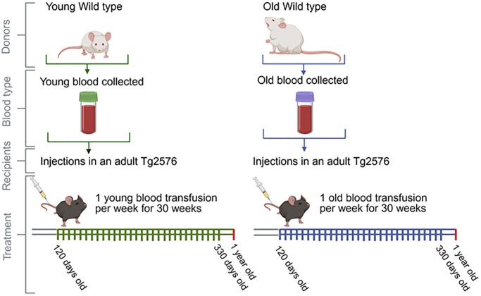 Schematic representation of the blood infusion regime (blood from old and young wild type mice into Tg2576 mice). Wild-type mice aged 50–75 days (WT Young mice), and wild-type mice aged 443–532 days (WT Old mice) served as blood donors. This blood was transfused to 120-day-old Tg2576 mice, which then underwent to weekly transfusions and sacrificed at 363–366 days old. Before sacrificing, mice were evaluated for spatial memory. Postmortem analyses included immunopathological, biochemical, and proteomic evaluations of brain tissues.