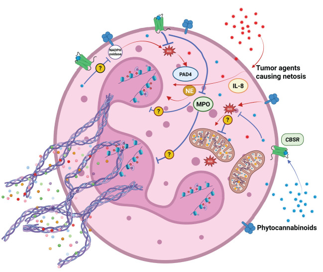 Agents released by cancer cells support neutrophil activation and NETosis. Phytocannabinoids can modulate NETosis induction by several mechanisms. They can: reduce ROS production, oxidative burst, inhibit MPO and NADPH oxidase activity. Their action may or may not be dependent on endocannabinoid system receptors CBSR.