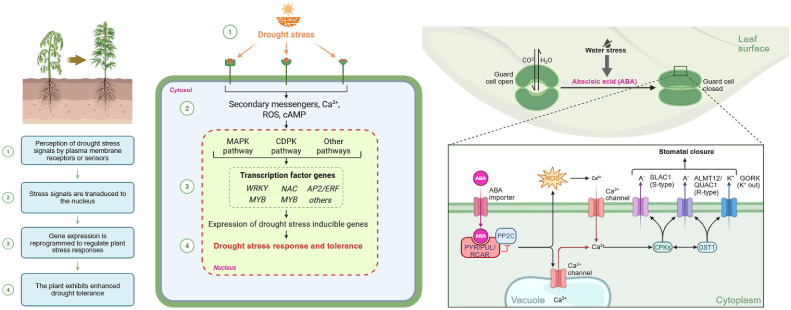 Illustration detailing plant drought stress response pathways, showing perception via plasma membrane receptors, signal transduction through secondary messengers like calcium ions and reactive oxygen species, activation of transcription factor genes, and regulation of stomatal closure through abscisic acid signaling and ion channels to enhance drought tolerance.