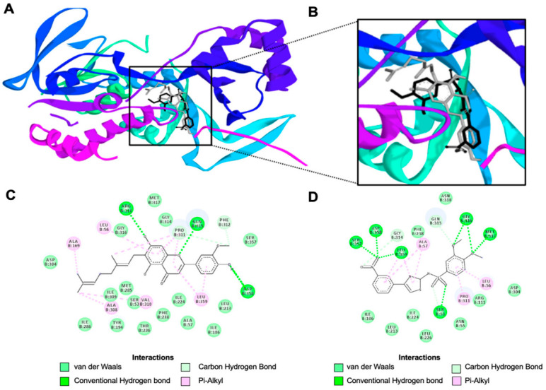 Molecular docking interactions of CFA and Ro 61-8048 with KMO. (A) Visualization of the docking site between CFA and Ro 61-8048 on the KMO protein. (B) Enlarged depiction of the ligand docking site on KMO with CFA colored in gray and Ro 61-8048 colored in black. (C) Predicted two-dimensional binding interactions between CFA and KMO. (D) Predicted two-dimensional binding interactions between Ro 61-8048 and KMO.
