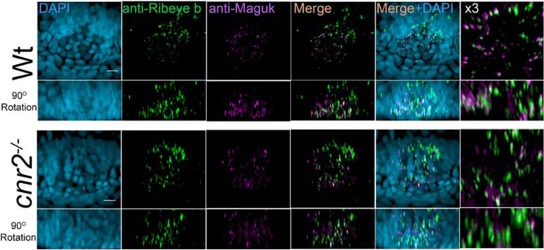 Immunofluorescent labeling of ribbon synapses (Ribeye b) in HCs and PSDs (Maguk) in afferent dendrites of sensory epithelia of the inner ear in wildtype and cnr2upr1/upr1 5-dpf larvae. Top views (first and third rows) and lateral views in 90o image rotations (second and fourth rows) with corresponding central regions magnified x3 (right panels) of macula of wildtype (two top rows) and mutant larvae (two bottom rows) stained with an anti-Ribeye b AB (green) which is labeling presynaptic ribbon synapses, and an anti-Maguk AB (Magenta) which is labeling post-synaptic densities, and counterstained with DAPI. Scale bars = 20 microns.
