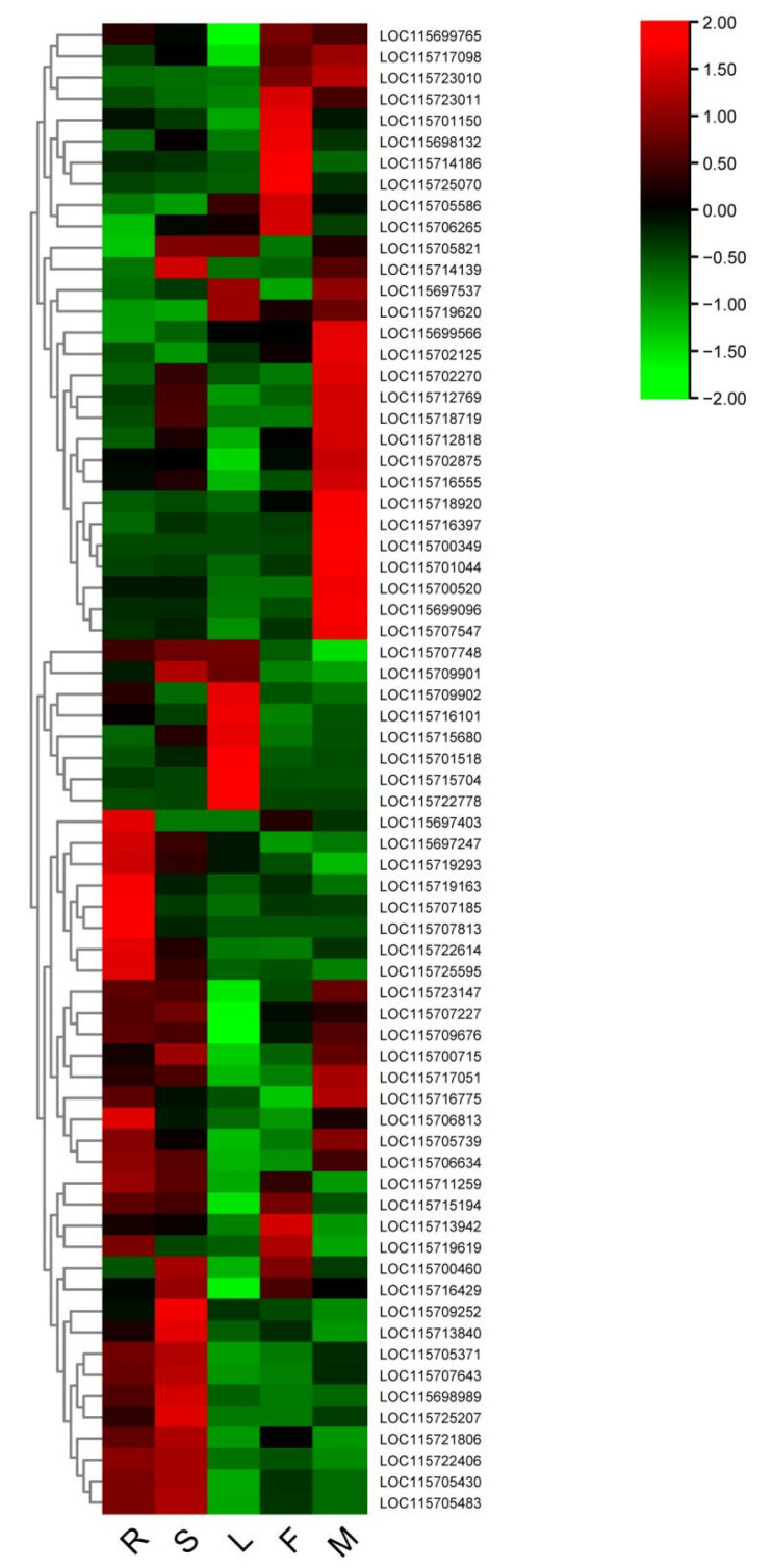 Heatmap of gene expression of genes associated with starch and sucrose metabolism in different tissues of cannabis (R: root; S: stem; L: leaves; F: female; M: male).