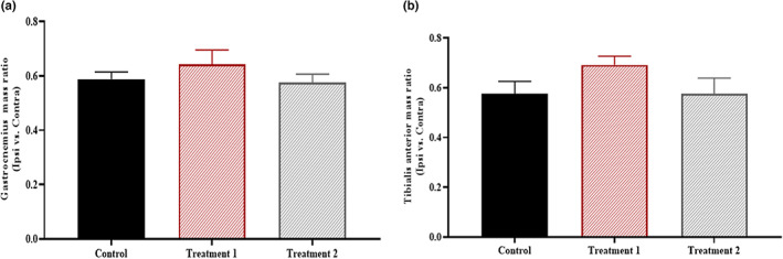 Effect of treatment on the muscle mass ratio. The mass ratio of Gastrocnemius (p = .427) and Tibialis anterior muscles showed a nonsignificant difference (p = .209) in all groups.