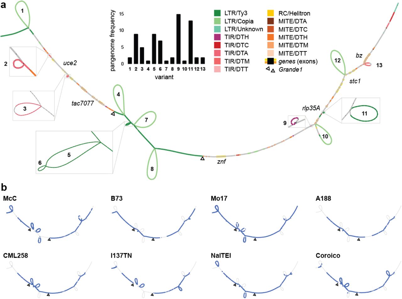Structural variation at the bz locus in Zea mays.a. Bandage representation of the bz locus using the VCF and annotations provided by GraffiTE. The graph resolution (nodes size) is 32 bp. Bubbles in the graph represent each structural variant or pME detected (see table 2). The histogram reports each variant frequency in the pangenome. Shared paths (non-bubbles segments) were annotated using RepeatMasker. Genes’ exons are represented by larger yellow or orange highlights. The region of the graph for the Grande1 LTR/Ty3 retrotransposon is indicated between the triangle markers. b. Mapping of the 8 bz haplotypes described by Dooner 2006 over the 23-samples pangenome with Bandage. Colored segments represent DNA regions present in each haplotype. The polymorphism at Grande1 is shown with triangle markers. Unconnected blue bubbles (i.e. not connected to a shared path of the graph) are attributed to spurious blastn hits, originating from homologous TE present in the query haplotype, but absent from the 23-samples graph.