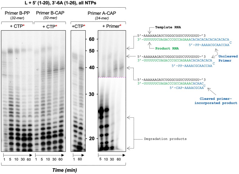 Establishing an in vitro cap-snatching reaction. (Left panel) The impact of primer capping in the presence of the wild-type SFTSV L protein was tested in vitro. The reactions were carried out with the L 5′ (1–20), L 3′-6A (1–26), and a 32 nt primer that was either diphosphorylated at the 5′ end or capped through the addition of an m7GTP cap under standard polymerase assay conditions (see Materials and Methods). (Central panel) The impact of primer length was then tested in vitro. The reactions were carried out with the wild-type L protein, which was incubated with the L 5′ (1–20), L 3′-6A (1–26) and a 24 nt primer that was capped through the addition of an m7GTP cap at the 5′ end as per our standard polymerase assay conditions (see Materials and Methods). (Right panel) To confirm the obtained 39 nt product was in fact a primer-incorporated product, the cap-snatching assay was repeated using a radiolabelled capped primer. The reactions were carried out with the wild-type L protein, which was incubated with the L 5′ (1–20), L 3′-6A (1–26) and a 24 nt primer that was capped through the addition of a radiolabelled m7GTP cap at the 5′ end (see Materials and Methods). For all reactions, samples were taken at regular time intervals between 1 and 60 min. Products were separated by denaturing gel electrophoresis and visualized by autoradiography.