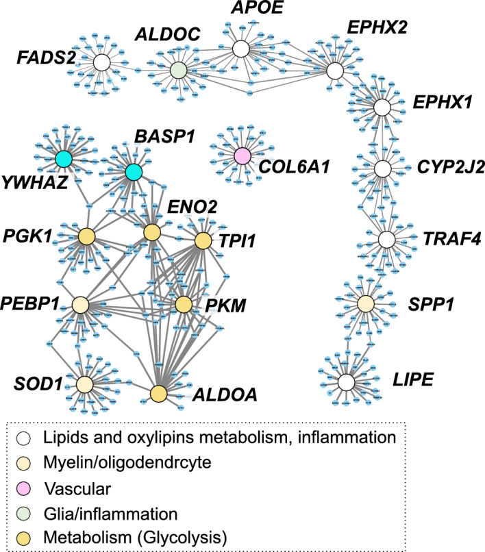 Cerebral gene co-expression network for AD-affected proteins and genes involved in oxylipins and lipids metabolism and inflammation. Nodes are colored according to gene annotation, analogical to Figure S2-S5. White nodes represent genes involved in: oxylipins metabolism like main isoform of cytochrome P450 epoxygenase (CYP2J2), soluble epoxide hydrolase (EPHX2) microsomal epoxide hydrolase (EPHX1); lipid metabolism including fatty acids desaturase 2 (FADS2), apolipoprotein E (ApoE), hormone sensitive lipase (LIPE); inflammation—TNF Receptor Associated Factor 4 (TRAF4).