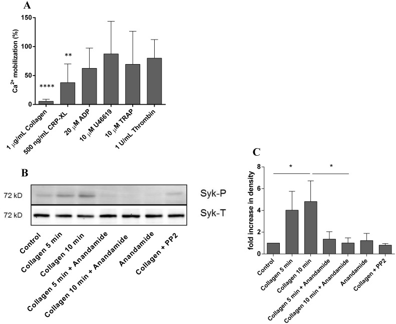 Anandamide inhibits glycoprotein VI-dependent calcium mobilization and Syk-phosphorylation.Washed platelets were preincubated with 50 µM anandamide or vehicle for 40 minutes at 37°C. Subsequently, they were exposed to 1 µg/mL collagen, 500 ng/mL CRP-XL, 20 µM ADP, 10 µM U46619, 10 µM TRAP or 1 U/mL thrombin and calcium mobilization was monitored. The (residual) calcium mobilization in the presence of anandamide is expressed as a percentage of uninhibited vehicle control in the presence of the same platelet agonist (A). Western blot analysis of collagen-induced Syk phosphorylation in the presence of vehicle, 50 µM anandamide or control Syk phosphorylation inhibitor PP2 (B; upper lanes indicate phosphorylated Syk (Syk-P), the lower lanes indicate total Syk antigen as a loading control (Syk-T)). Densitometric quantification of collagen-induced Syk-phosphorylation in the presence or absence of anandamide or PP2 (C; n = 4: data are expressed as mean +/− SD).