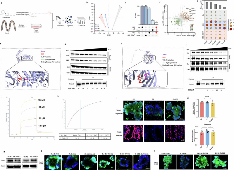 THOC3 is the direct target of CBD in favoring ISC proliferation during IR damage.a A scheme of CBD molecular probe (Biotin-CBD) synthesis and pull down of the CBD-binding conjugate by proteomics. b A scatter plot showing the t-SNE results of the protein expression levels in Ctrl, CBD and CBD_COMP groups. c An upset plot showing the number of DEPs between the CBD versus Ctrl and CBD versus CBD_COMP comparisons. The DEPs that were common to both comparisons are highlighted in red. d A scatter plot displaying the expression changes of the identified proteins in the Ctrl, CBD and CBD_COMP groups. e A dot plot displaying the expression pattern of five upregulated proteins that were commonly identified in both CBD versus Ctrl and CBD versus CBD_COMP comparisons. f–i Molecular docking analysis of the binding between CBD and RNasel (f), CETSA and DARTS assays verifying the interaction of CBD with RNasel (g); molecular docking analysis of the binding between CBD and THOC3 (h), CETSA and DARTS assays verifying the interaction of CBD with THOC3 (i). j SPR analysis of the binding affinity of CBD to THOC3 protein. k The apparent equilibrium dissociation constants (Kd) were calculated. l The protein levels of THOC3 in intestinal organoids and small intestine were detected by IF. m THOC3 mRNA expression in intestinal crypts or organoids was detected by qRT–PCR. n–p Lentiviral infection was applied to generate small intestinal organoids with stable THOC3 knockdown (Sh‑THOC3) or THOC3 overexpression (OE‑THOC3), respectively (n), Lgr5+ ISCs proliferation triggered by CBD was diminished when THOC3 was knocked down (o), while THOC3 overexpression favored ISCs proliferation upon IR damage (p). The results are expressed as the mean ± s.d. ns, no significance.