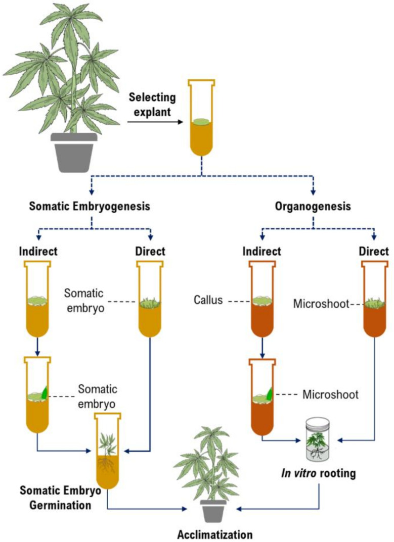 The schematic diagram of plant tissue culture procedures.