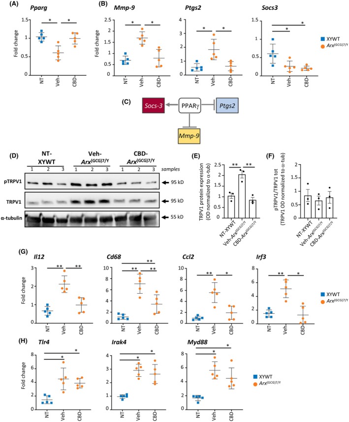 Analysis of the cannabinoid targets Pparg and TRPV1 and of neuroinflammatory markers that are cannabidiol (CBD)‐responsive in the Arx (GCG)7/Y cortex. (A, B) mRNA expression of Pparg, Mmp9, Ptgs2, and Socs3 in the cortex of XYWT, vehicle (Veh)‐treated Arx (GCG)7/Y, and CBD‐treated Arx (GCG)7/Y mice measured by quantitative real‐time polymerase chain reaction (qRT‐PCR). Transcript levels were quantified using the 2−ΔΔCt method normalizing to 18S rRNA as the internal control (mean ± SEM of three replicates from five mice for experimental group). CBD, CBD treatment; NT, no treatment; Veh, vehicle treatment. Differences were assessed using two‐way analysis of variance (ANOVA) with Tukey multiple comparisons: *p < .05. (C) Transcriptional axis of PPARγ effector genes. (D) Western blot analysis of phosphorylated TRPV1 (pTRPV1) and TRPV1 expression in the cortex of NT‐XYWT, Veh‐treated Arx (GCG)7/Y, and CBD‐treated Arx (GCG)7/Y mice. Each band was normalized against the corresponding α‐tubulin band used as loading control. (E) Bar chart with data points showing the quantification of TRPV1 levels normalized to α‐tubulin (α‐tub). (F) Bar chart with data points showing the quantification of pTRPV1 levels normalized to total TRPV1. Differences were assessed using one‐way ANOVA: **p < .01. Data are from three separate samples. (G, H) mRNA expression of Il12, Cd68, Ccl2, Irf3, Tlr4, Myd88, and Irak4 in the cortex of XYWT, Arx (GCG)7/Y‐Veh, and Arx (GCG)7/Y‐CBD mice measured by qRT‐PCR. Transcript levels were quantified using the 2−ΔΔCt method normalizing to 18S rRNA as the internal control (mean ± SEM of three replicates from five mice for experimental group). Differences were assessed using two‐way ANOVA with Tukey multiple comparisons: *p < .05, **< .005. Optical Density (OD) refers to the measure of intensity of a protein band on the Western blot.
