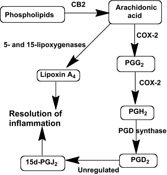 In vitro CB2‐initiated pathways for the synthesis of the proresolving eicosanoids PGJ2 and LXA4. All of the steps are tightly regulated except for the conversion of PGD2 to PGJ2, which proceeds in the absence of enzymic mediation. PGD2, prostaglandin D2; LXA4, lipoxin A4
