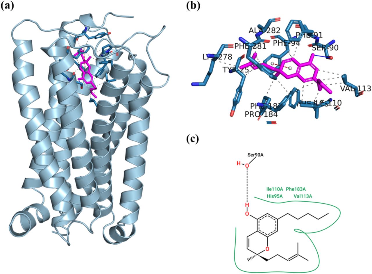 Visualization of (+)-CBC docked with the CB2 receptor.Cartoon representation of ligand-receptor docked complex, (b) Zoomed in version of ligand-receptor docked complex with (+) CBC isomer (green colour, stick representation) with interacting receptor residues, Hydrogen bond and Pi-Pi interactions shown in blue lines and red dash lines respectively and, (c) 2D PoseView of ligand-receptor interaction.