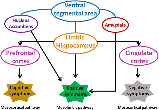 Involvement of different brain areas in pathophysiology of schizophrenia. Modified from (Grace and Gomes 2019). VP, ventral pallidum.