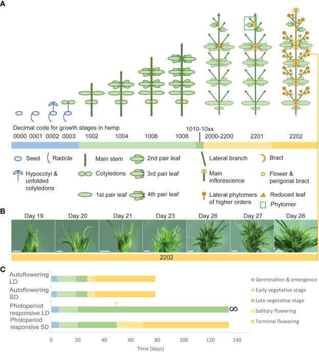 Development and flowering in Cannabis sativa L. (A) An illustration of select decimal growth stages in female hemp plants (Cannabis sativa L.), including germination and emergence (0000-0003), early vegetative stage (1002-1008), late vegetative stage (1010-10xx), and flowering (2000-2202) (Mediavilla et al., 1998). Schematic diagrams informed by Spitzer-Rimon et al. (2019). (B) Flower development in female hemp plants (Cannabis sativa L.) propagated from cuttings. Left to right: Day 19, 20, 21, 23, 26, 27, 28, where ‘Day’ is a measure of the number of days in a SD photoperiod. Each flower was sampled from an individual clone at the apex of an axillary branch at the third node, at the same time of day for the period 19-29 days after transfer to SD conditions (24°C and 55% relative humidity). Scale bars are 1 mm for Days 19 & 20 and 2 mm for Days 21-29. (C) Comparative time (days) spent in the three principal growth stages, germination and emergence, vegetative stage (early & late), and flowering (Mediavilla et al., 1998), for autoflowering and photoperiod-responsive female hemp plants in LD and SD conditions (24°C and 55% relative humidity). The flowering stage is divided into the time between solitary flower induction and terminal flower induction (solitary flowering) and the time between terminal flower induction and 95% seed maturity (terminal flowering). The yellow arrow indicates the point after which solitary flowers may form on photoperiod responsive plants in LD conditions.