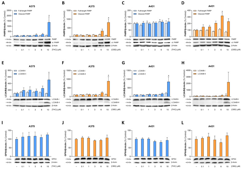 Effect of THC and CBD on PARP cleavage (A–D), LC3-I to LC3-II conversion (E–H), and GPX4 expression (I–L) in A375 and A431 cells. The cells were incubated with THC or CBD at the indicated concentrations for 24 h. The values given in the bar charts are based on densitometric analyses of the blots. PARP, cleaved PARP (cl. PARP), LC3A/B-I, LC3A/B-II and GPX4 levels were normalized to β-actin. All percentage values shown refer to the respective vehicle control, which was set to 100%. The blots shown are representative. The data are mean values ± SEM of n = 3 (I–L), n = 4 (D,F,G), n = 5 (A,B,E,H) or n = 6 (C) independent experiments. * p ≤ 0.05 vs. corresponding vehicle control; one-way ANOVA with Dunnett’s post hoc test.