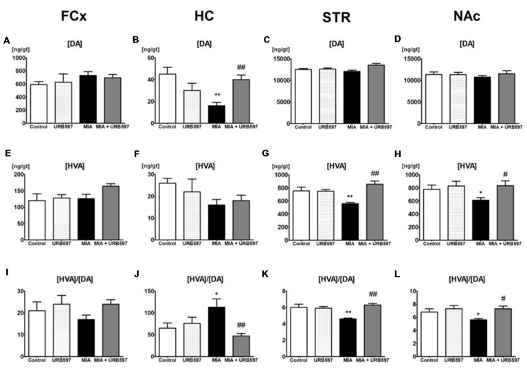 The effect of URB597 on osteoarthritis (OA)-produced decreases in dopaminergic neurotransmission in the investigated brain structures; (A,E,I) frontal cortex (FCx), (B,F,J) hippocampus (HC), (C,G,K) striatum (STR) and (D,H,L) nucleus accumbens (NAc). Samples were collected 28 days after OA induction, 1 h after i.p. administration of URB597 or vehicle. Data are presented as the mean ± SEM and represent normalized averages derived from 6 to 10 samples for each group. The results were analyzed by means of one-way analysis of variance (ANOVA), followed by Duncan’s post hoc tests. Statistical significance: *P < 0.05, **P < 0.01 vs. Control group; #P < 0.05, ##P < 0.01 vs. OA group. One-way ANOVA indicated a significant effect of OA on the rate of dopamine (DA) metabolism in STR (F(3,22) = 13.89; P < 0.00002) and NAc (F(3,21) = 4.18; P < 0.01); DA concentration in STR (F(3,22) = 4.32; P < 0.01) and HC (F(3,22) = 6.96; P < 0.001) and homovanillic acid (HVA) concentration in STR (F(3,22) = 13.10; P < 0.00004) and NAc (F(3,21) = 3.48; P < 0.03).